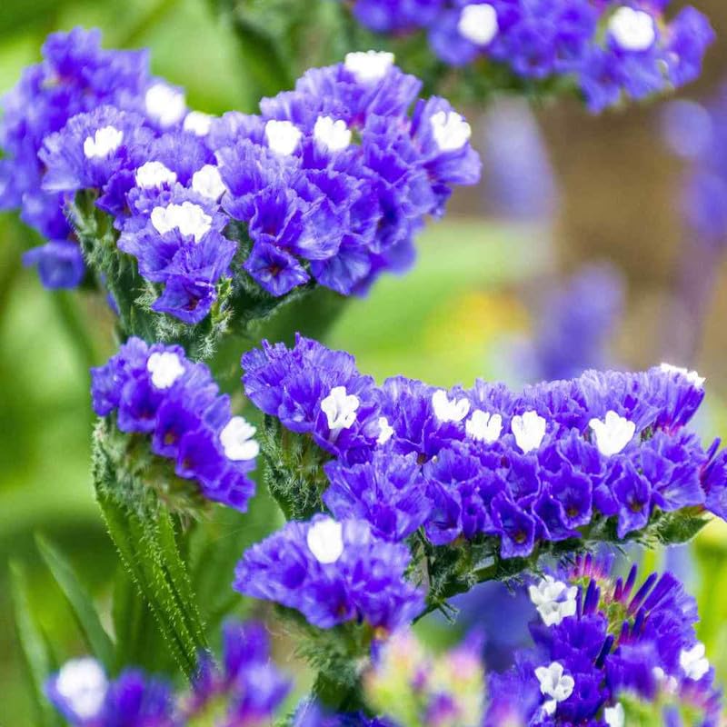 Limonium Limonium spp. for planting in decorative garden