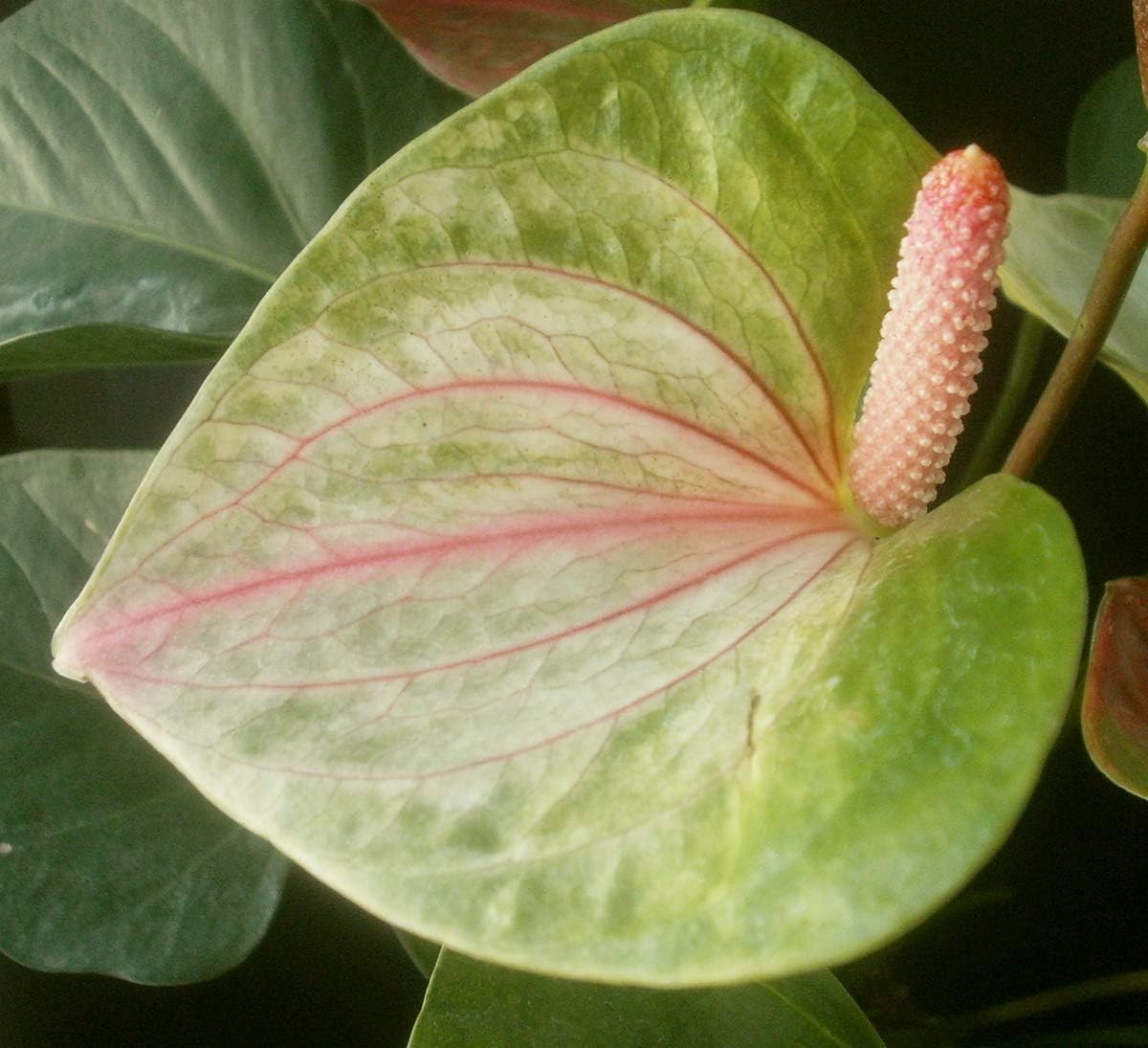 Pista Green Anthurium Flower Seeds For Planting - Embrace Exotic Beauty