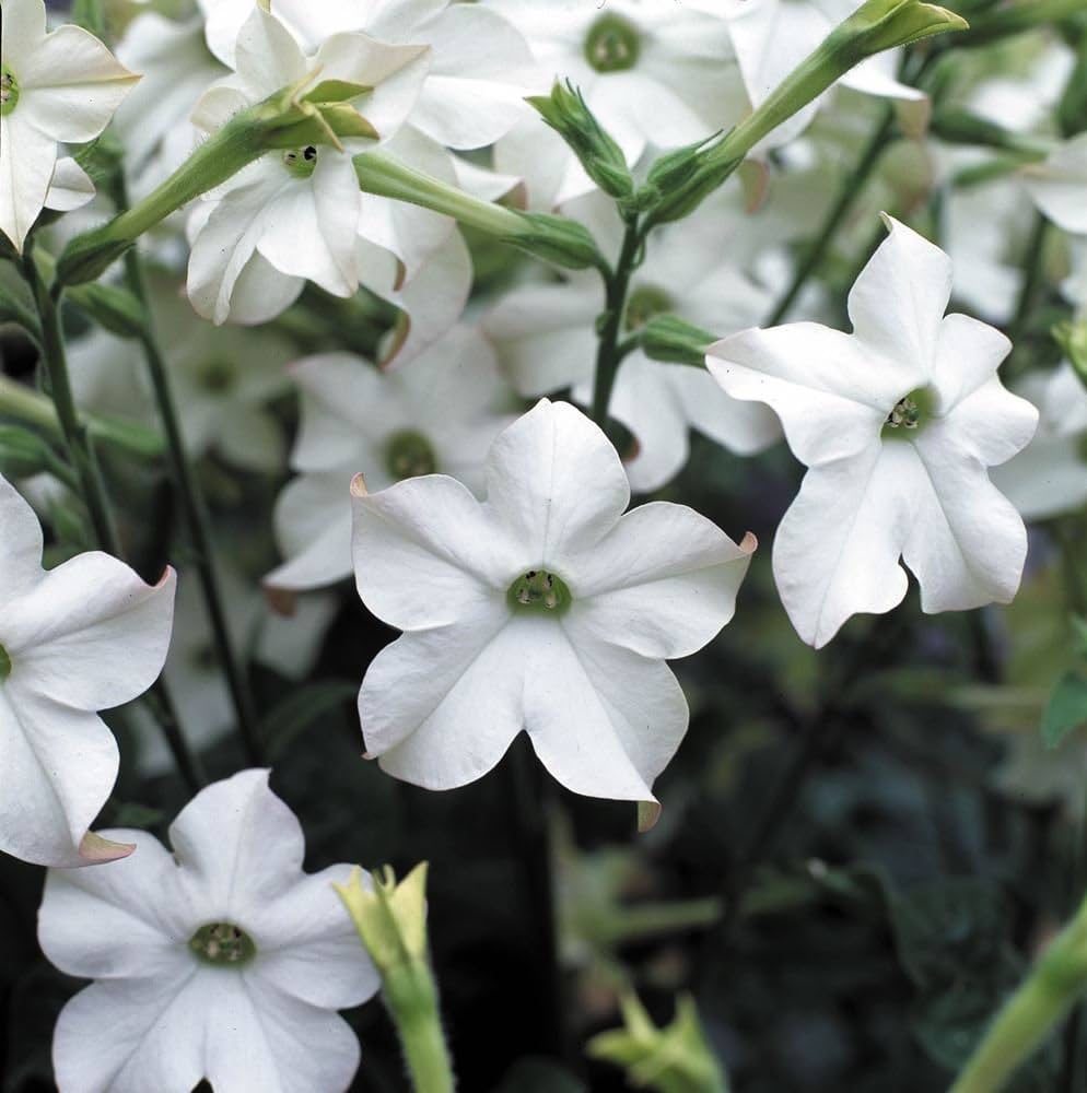 Nicotiana Saratoga White flower seeds for elegant gardens