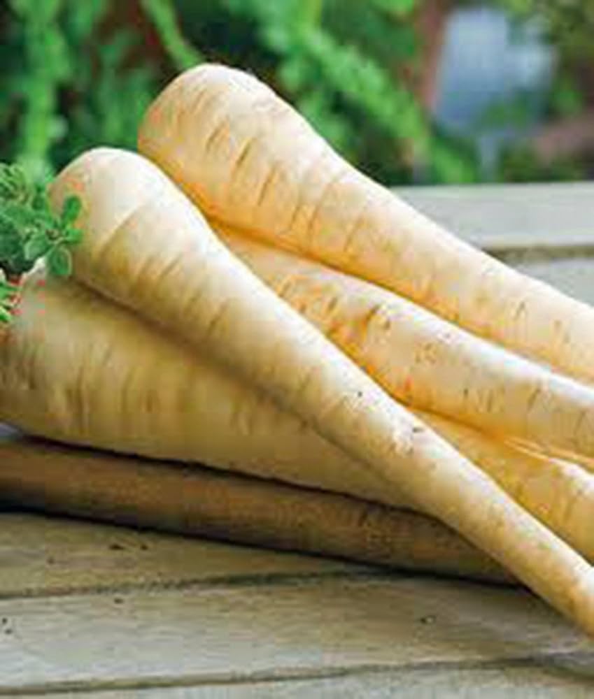Harris Model Parsnip vegetable seeds for nutritious gardens