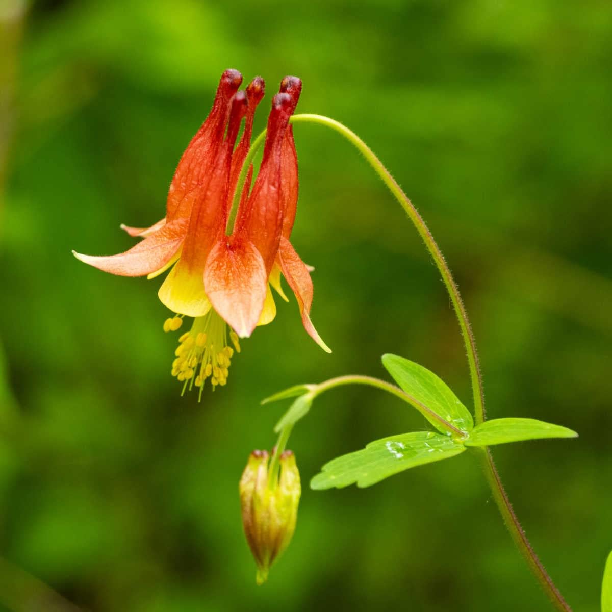 Orange Columbine Flower seeds for Planting Sun Loving Heirloom & GMO Free Seeds for Home Garden 
 
 Sale for planting in home garden