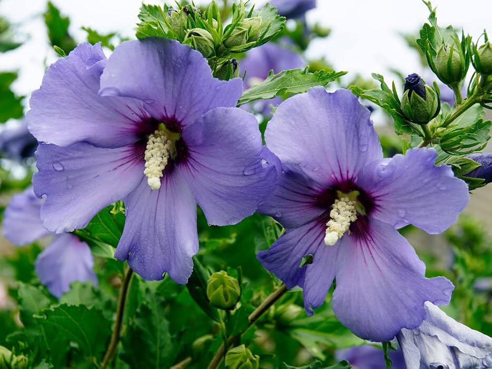 Sharon Hibiscus Seeds For Beautiful Tropical Flower Displays