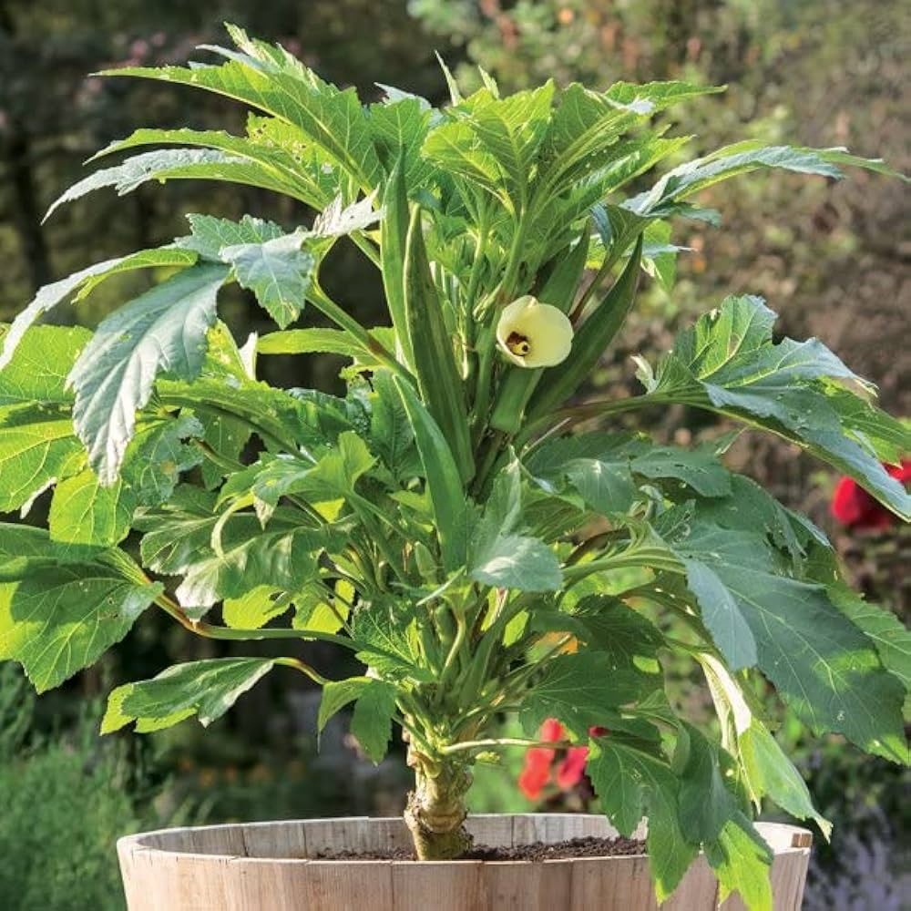 Clemson Spineless Okra seeds for easy-to-grow okra