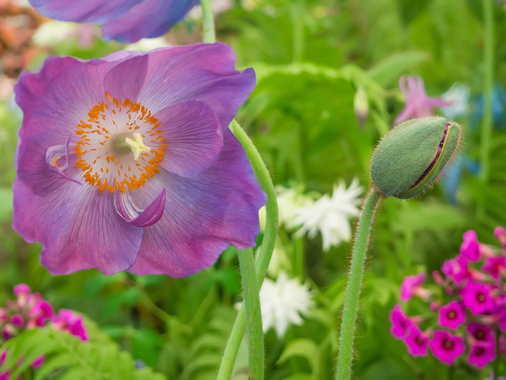 Himalaya-Mohn Hensol Violet for planting in flower bed