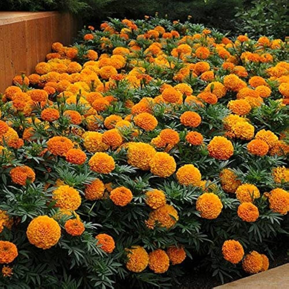 Marigold Tagetes flower seeds