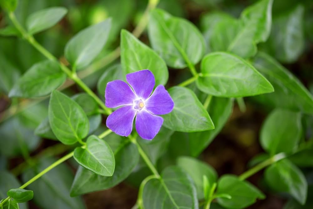 Catharanthus Roseus Periwinkle for planting in flower bed