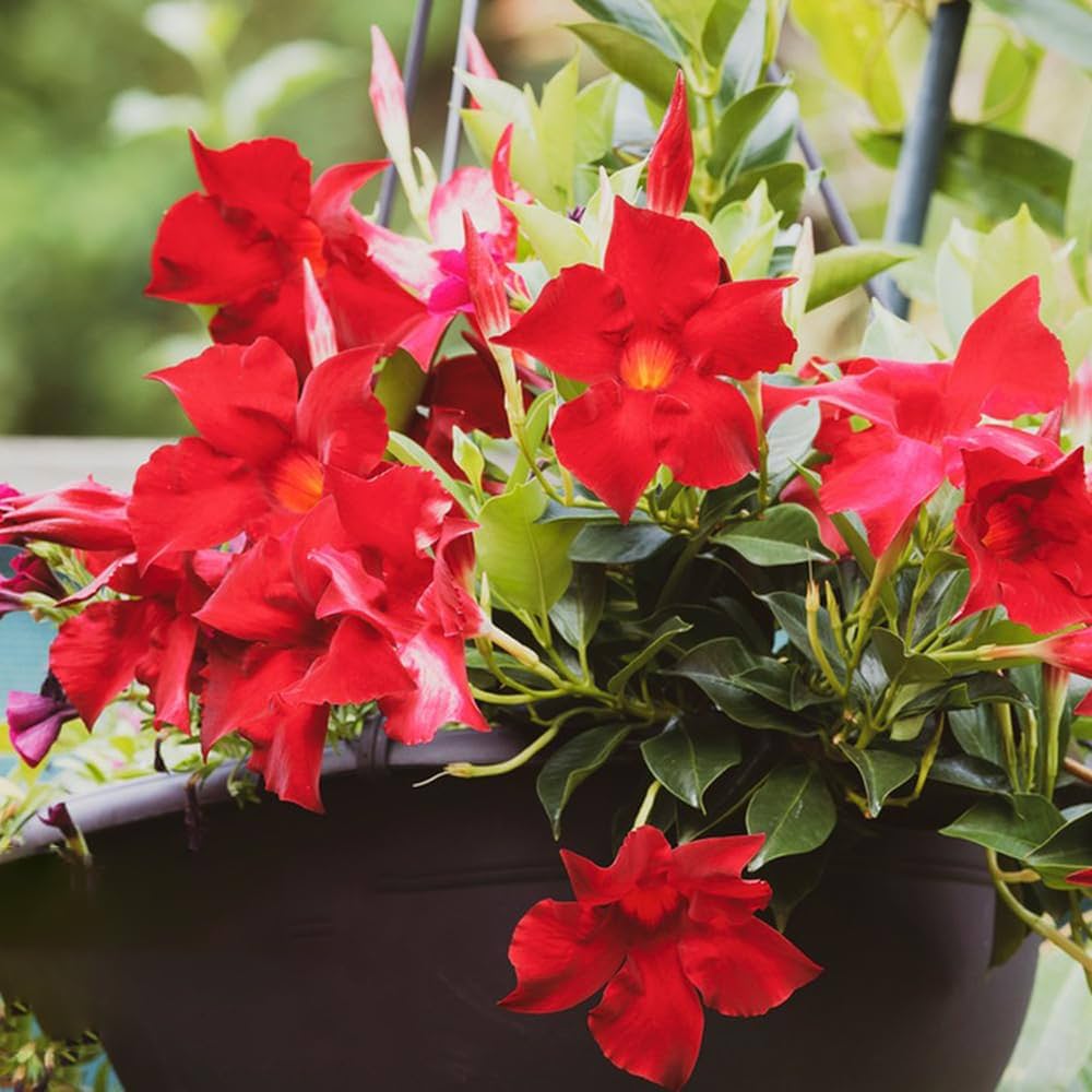 Rare Dipladenia Sanderi Mandevilla Seeds