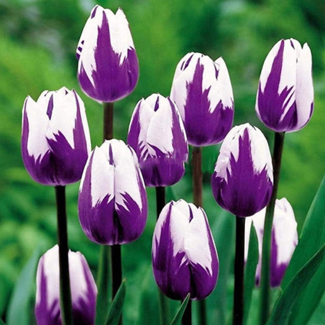 White Purple Tulip Flower seeds for Planting - Seasonal Bloomer, Heirloom & GMO Free Seeds for Home Garden
 
 Sale seeds for home garden
