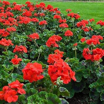 Maroon Red White Dahlia Flower Seeds for Planting Compact Growth Heirloom & GMO Free Seeds for Home Garden
 
 Sale for planting in home garden