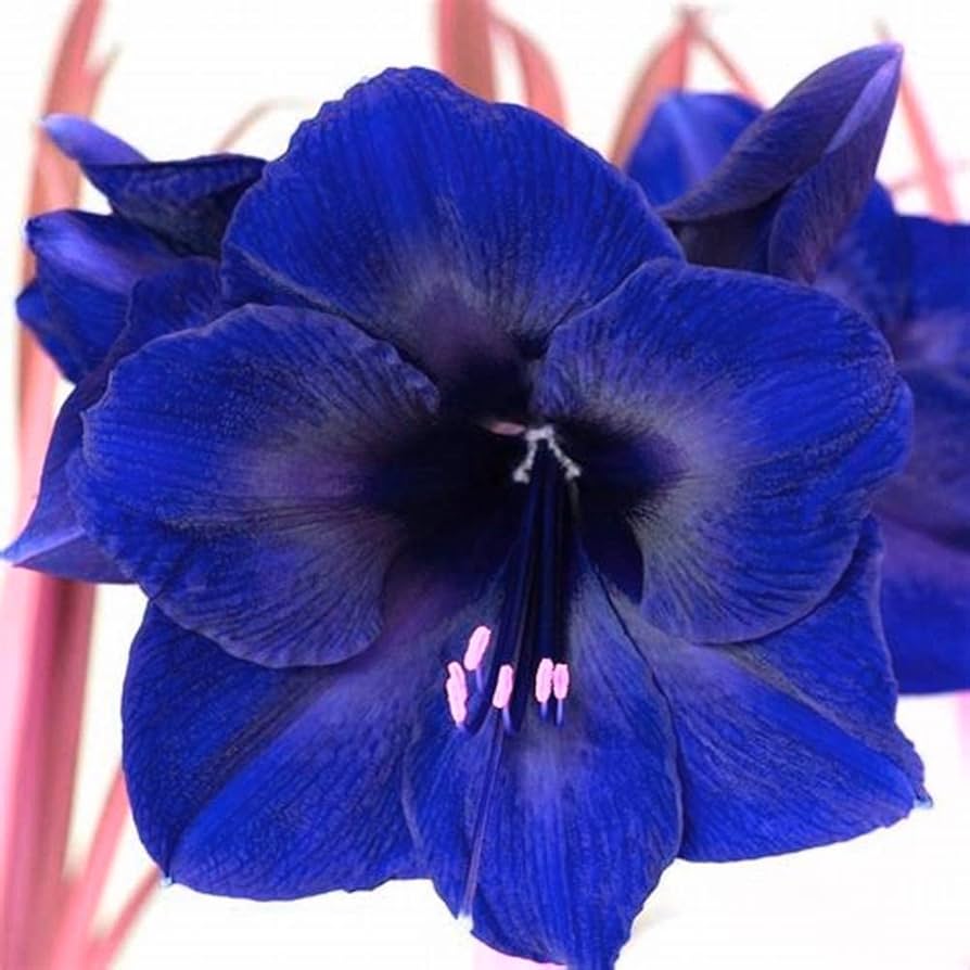 Blue Amaryllis Flower Seeds For Planting