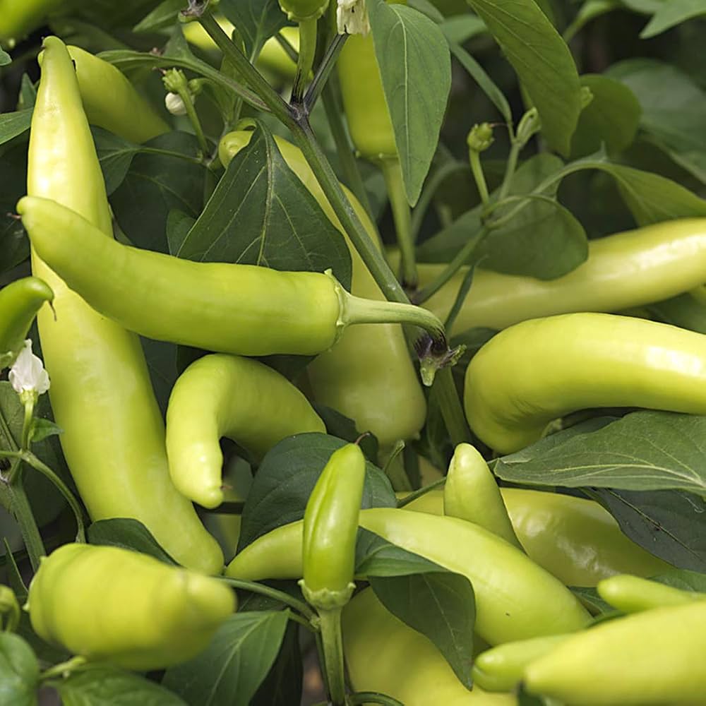 Sweet Tizenegyes Hungarian Pepper Capsicum annuum for planting in vegetable patch
