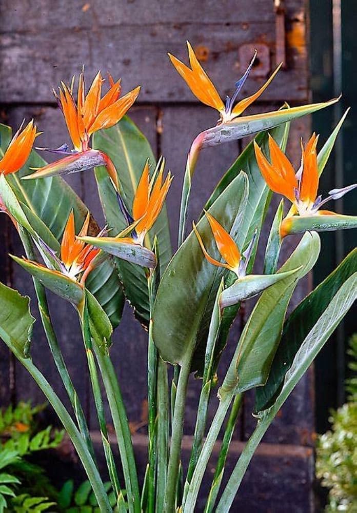 Orange Strelitzia Reginae Bird of Paradise for planting in tropical garden