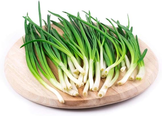 Chinese Chive Allium tuberosum for planting in herb garden