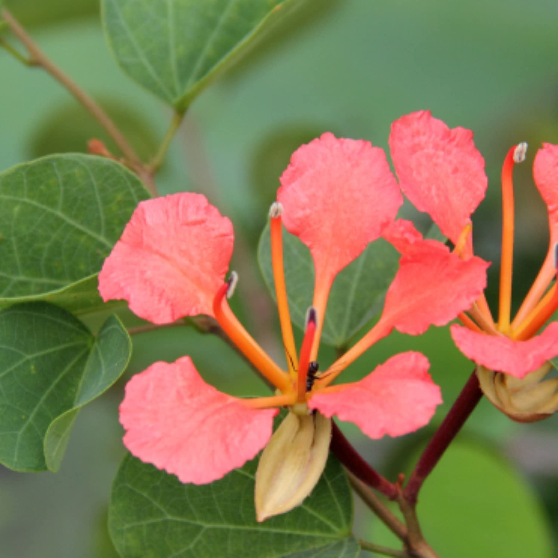 Bauhinia Galpinii seeds for planting in flower bed