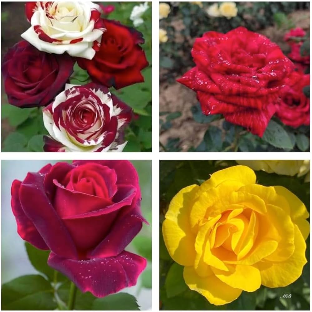 Mixed Rose Rosa spp. Seeds for planting in flower bed