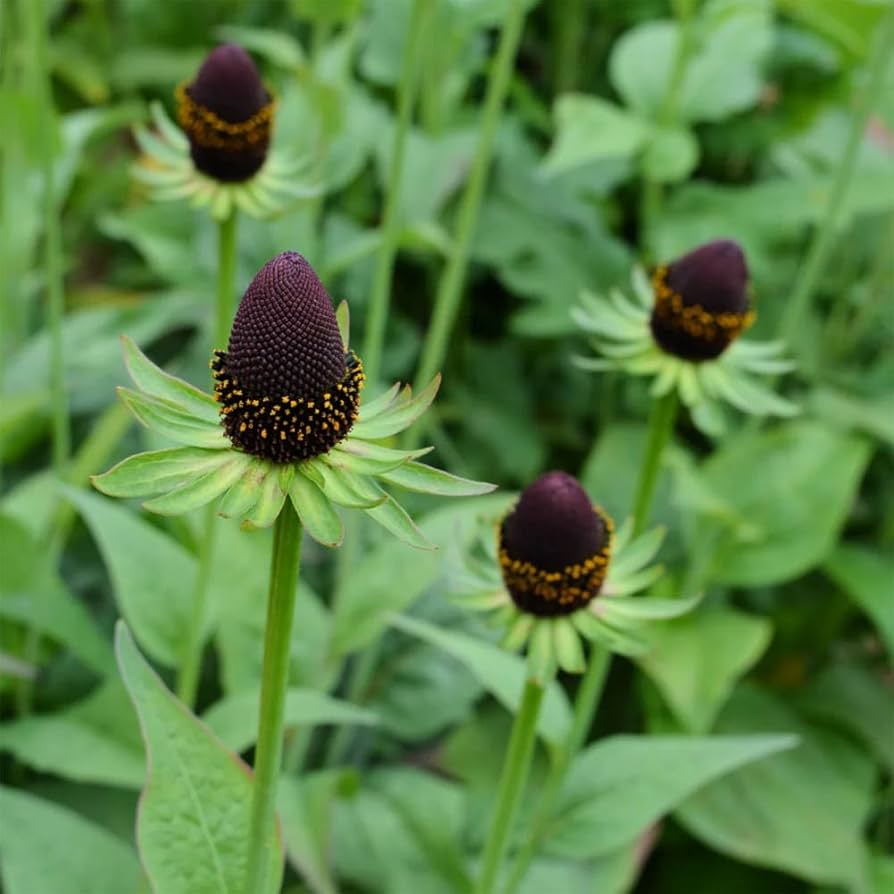 Green Wizard Rudbeckia hirta Seeds for planting in flower bed
