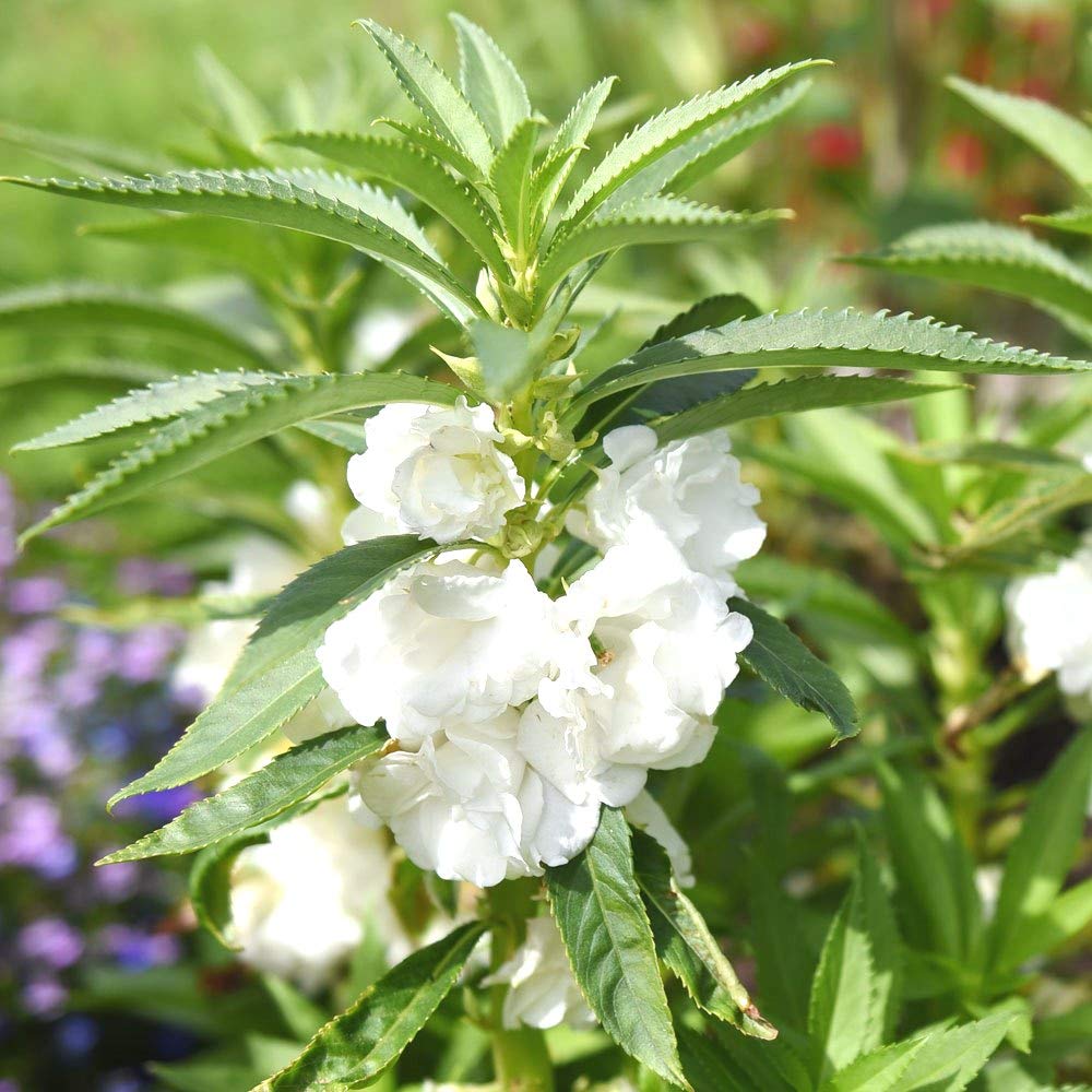 Plant White Balsamine Flower Seeds