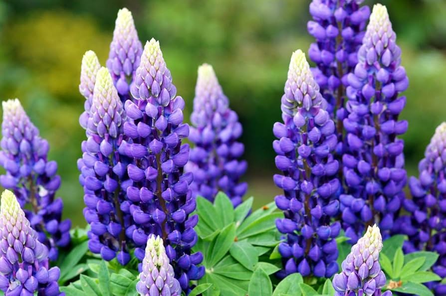 Sweet Blue Lupine Lupinus spp. Seeds for Planting - Ideal for Flower Bed & Home Garden