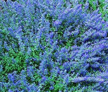 Blue Catmint Flower Seeds for Planting – Heirloom, Non-GMO, High Germination Organic Garden Seeds
 
 Sale for planting in home garden.
