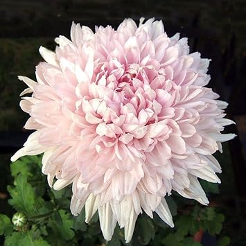 Baby Pink Chrysanthemum Flower seeds for Planting - Pollinator Friendly, Heirloom & GMO Free Seeds for Home Garden
 
 Sale seeds for home garden