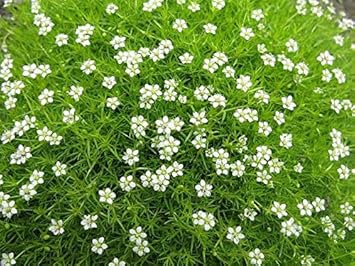 White Sagina Subulata Flower seeds for Planting - Wildflower Mix, Heirloom & GMO Free Seeds for Home Garden
 
 Sale seeds for planting in home garden