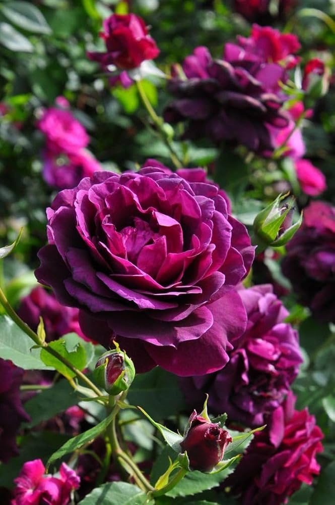 Dark Violet Rose Flower Seeds For Planting - Vibrant And Fragrant