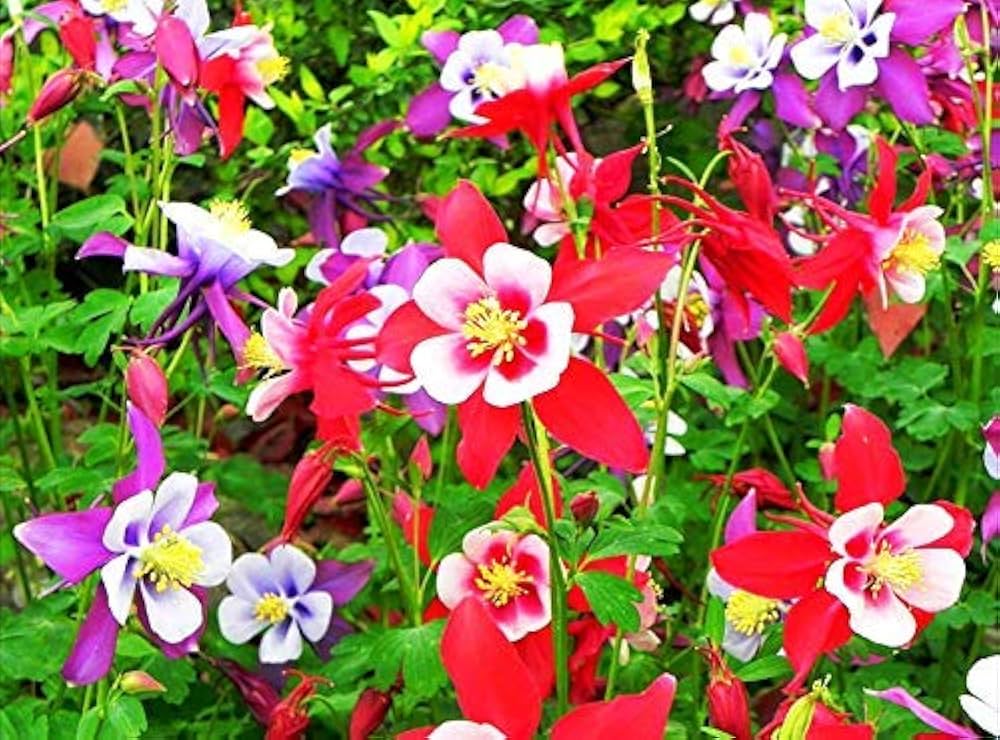 Aquilegia Viridiflora Seeds for planting in flower bed