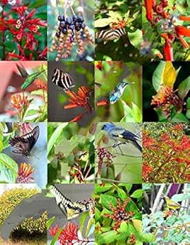 Mixed Hamelia Patens Flower seeds for Planting - Premium Quality, Heirloom & GMO Free Seeds for Home Garden
 
 Sale seeds for planting in home garden