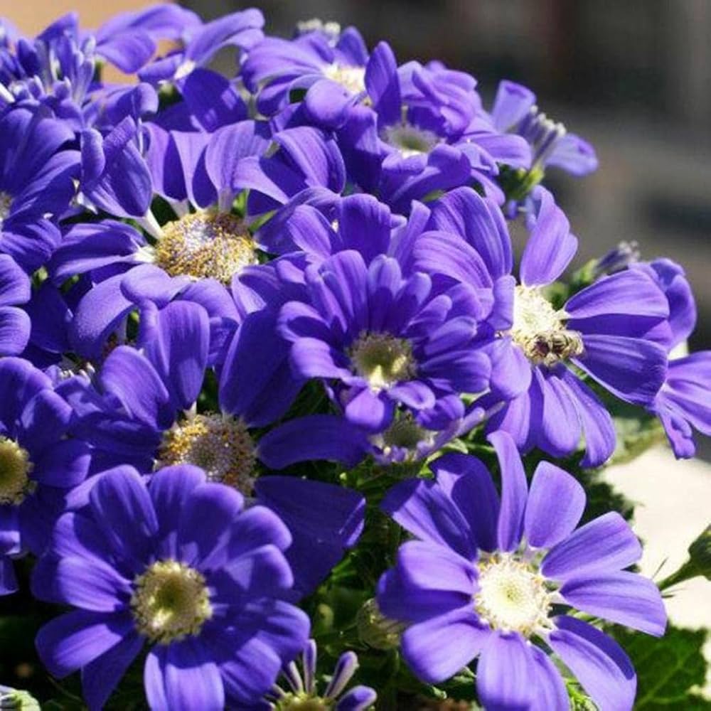 Cineraria Mixed Flower for planting in flower bed