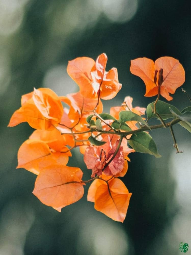 Bougainvillea Orange Flower seeds for Planting - Cottage Garden Essential, Heirloom & GMO Free Seeds for Home Garden
 
 Sale seeds for planting in home garden