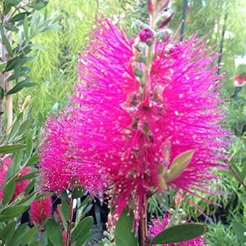 Pink Bottle Brush Flower seeds for Planting - Long Bloom Season, Heirloom & GMO Free Seeds for Home Garden
 
 Sale for planting in home garden.