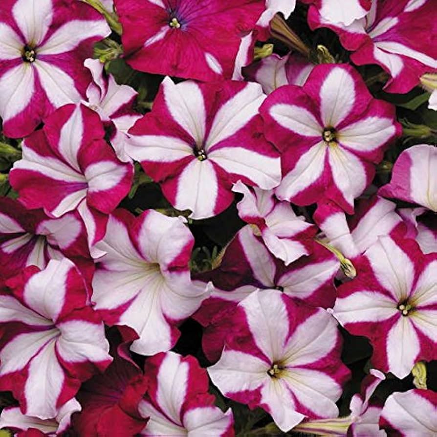 Pelleted Petunia Star Burgundy Stern Seeds