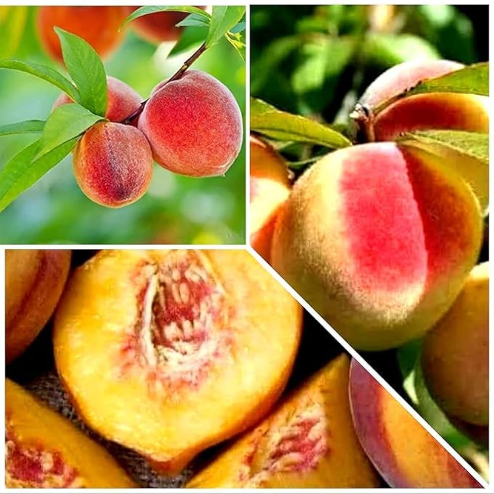 Peach Prunus persica for planting in home garden