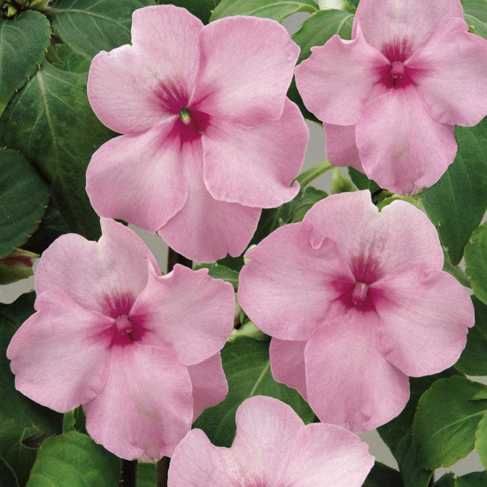 Impatiens Flower seeds for Planting - Vibrant Colors, Heirloom & GMO Free Seeds for Home Garden
 
 Sale for planting in home garden.