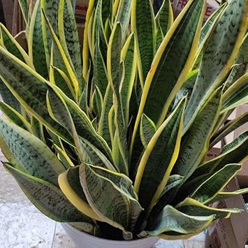 Pink Matthiola Flower Seeds for Garden Fragrant Blossoms Heirloom & GMO Free Seeds for Home Garden
 
 Sale for planting in home garden