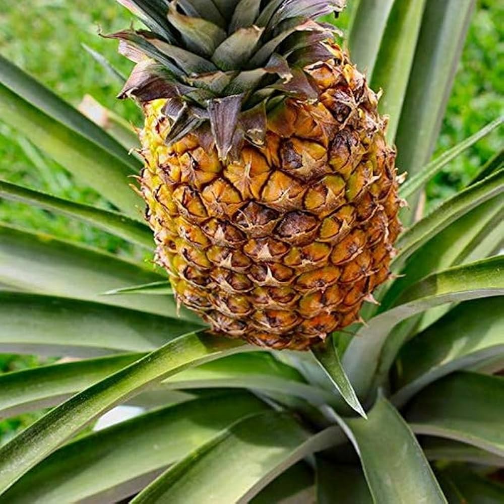 Pineapple Ananas comosus for planting in home garden or flower bed