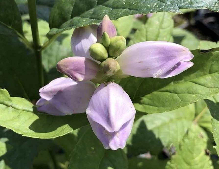 Turtlehead Chelone obliqua for planting in flower garden