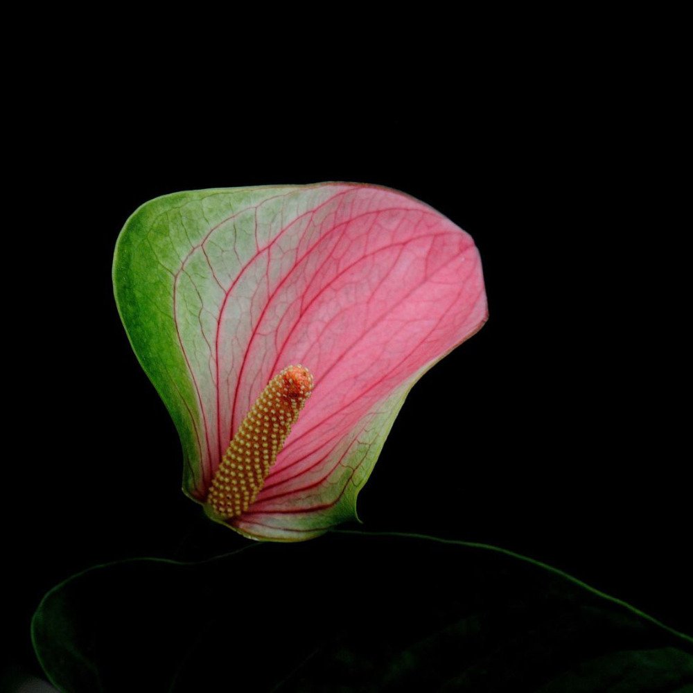 Anthurium Andraeanu for planting in home garden