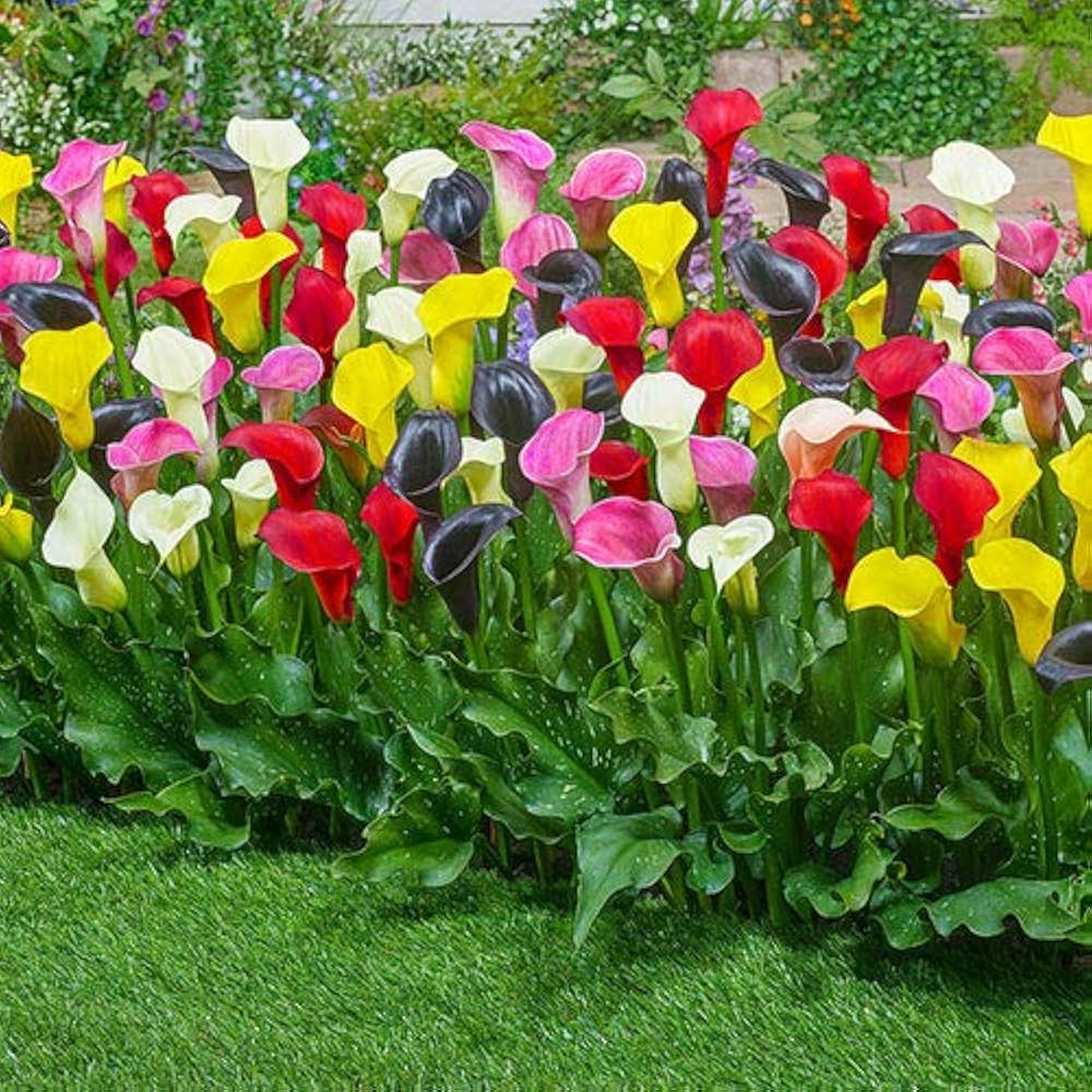 Multiple Colors Calla Lily Seeds for beautiful, elegant flower blooms
