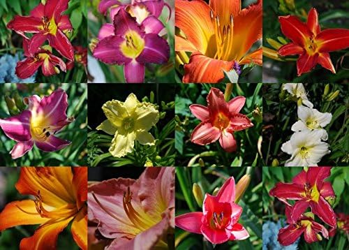 Mixed Colors Daylily Hemerocallis Day Lily Fine Mix Red Purple Flower Seeds Best Selling