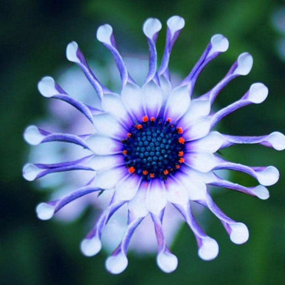 Blue Daisy for planting in flower bed