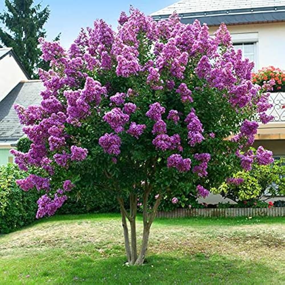 Lagerstroemia Speciosa Lagerstroemia speciosa for planting in garden