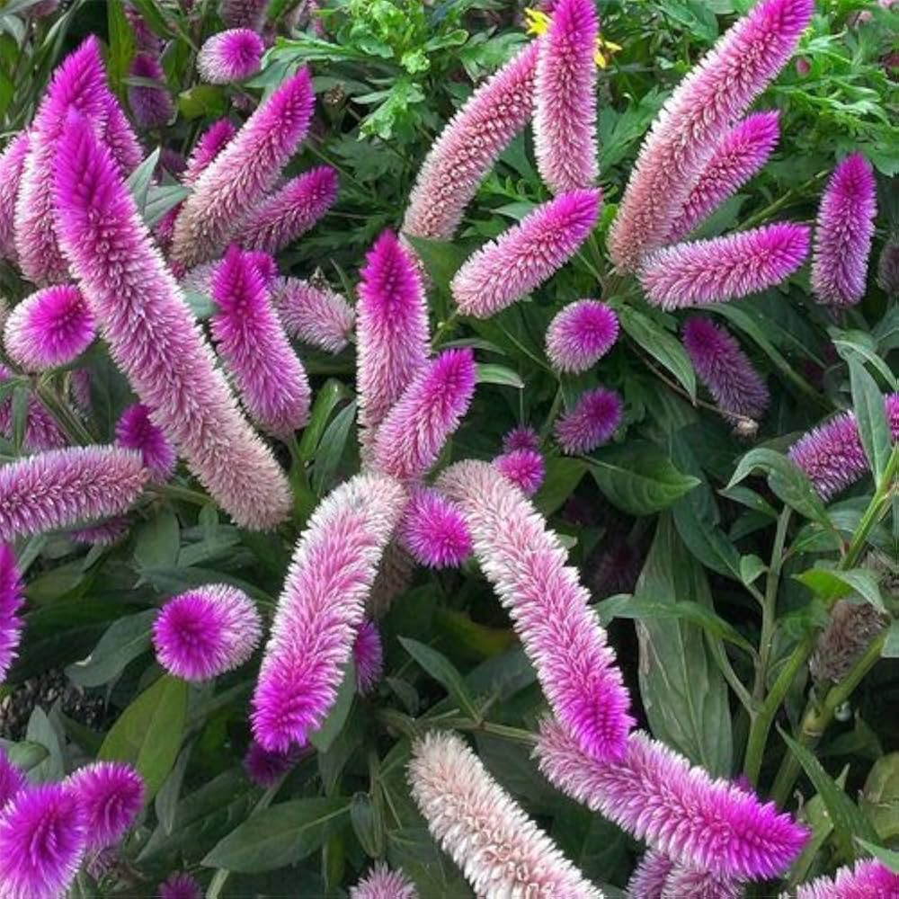 Pink Celosia Caracas Flower seeds for Planting Seasonal Bloomer Heirloom & GMO Free Seeds for Home Garden
 
 Sale seeds for home garden planting