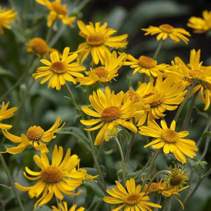 Helenium Hoopesii Golden Flower seeds for golden blooms