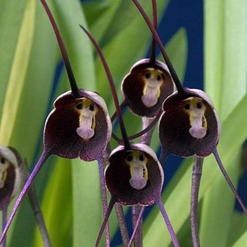 Violet Monkey Face Flower seeds for Planting - Colorful Display, Heirloom & GMO Free Seeds for Home Garden
 
 Sale seeds for planting in home garden