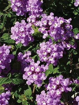 Blue White Phalaenopsis Orchid Flower Seeds for Planting Cottage Garden Essential Heirloom & GMO Free Seeds for Home Garden
 
 Sale for planting in home garden