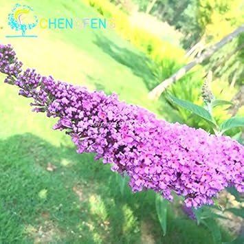 Violet Buddleia Flower seeds for Planting - Easy to Grow, Heirloom & GMO Free Seeds for Home Garden
 
 Sale for planting in home garden.