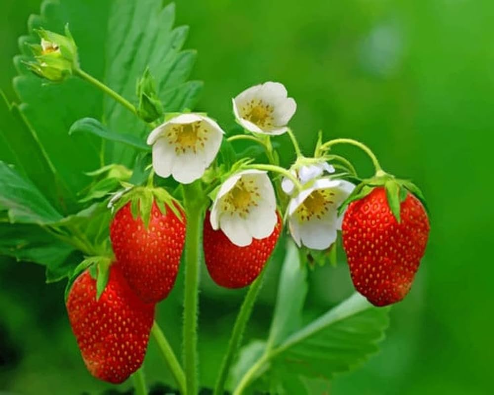 Green Strawberry Seeds For Planting Fruit