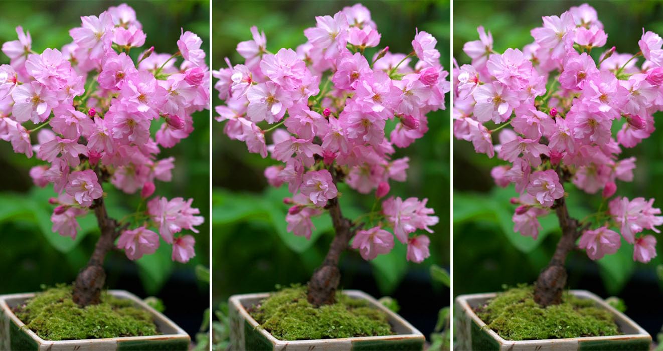 Simsii Bonsai Flower Seeds Planting Light Pink