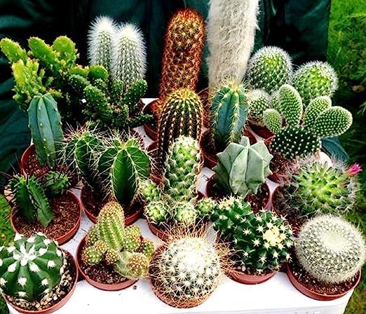 Mixed Opuntia Flower seeds for Planting - Cottage Garden Essential, Heirloom & GMO Free Seeds for Home Garden
 
 Sale seeds for planting in home garden